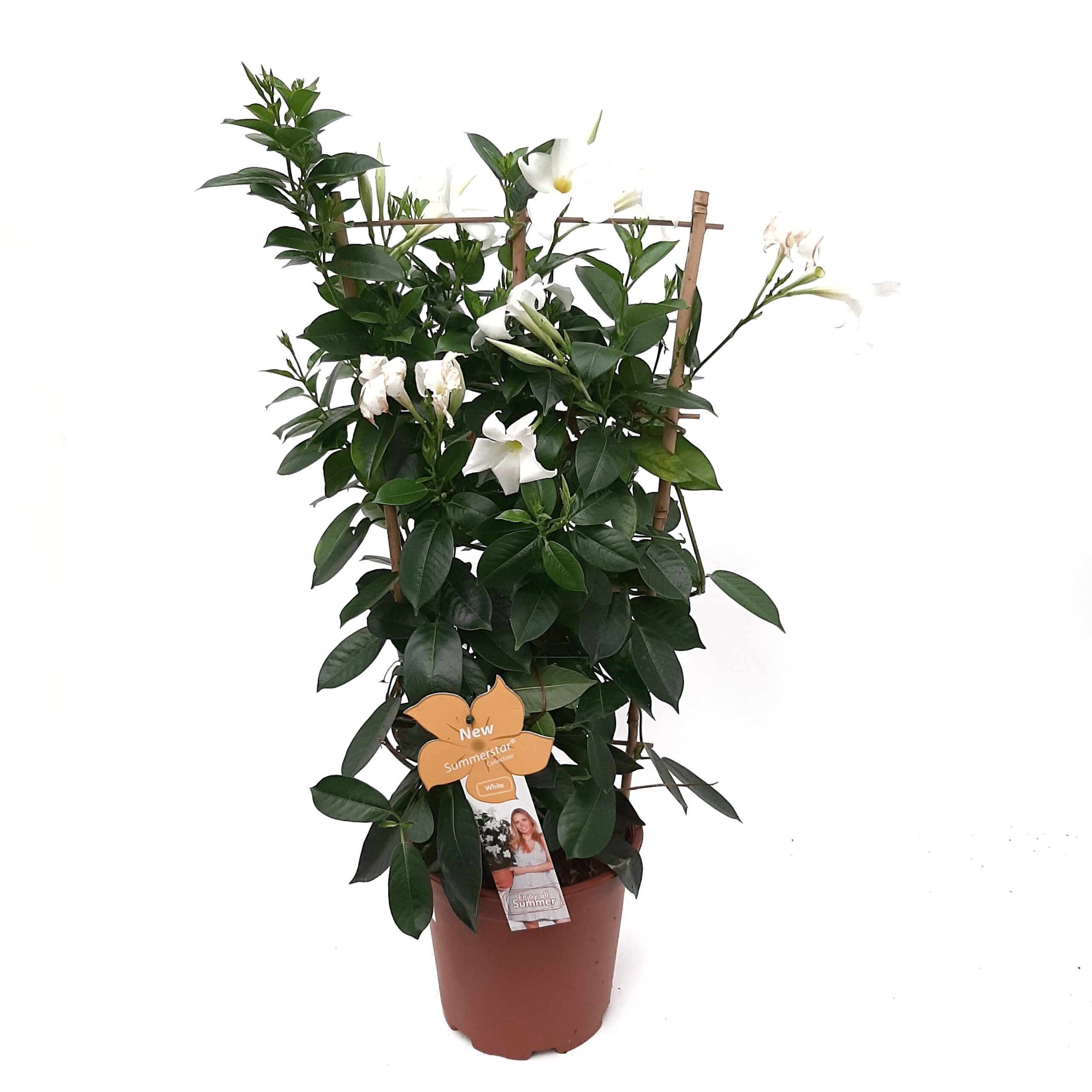 Maljaköynnös säleikössä kork. 45cm - Image 2