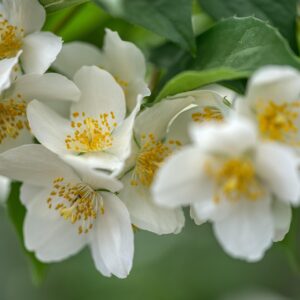 Pihajasmike,runko 100; At,5L,Ul