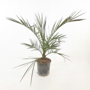 Kanariantaateli p14-15