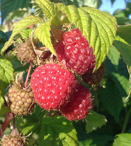 Vadelma 'Ottawa'; At, p11