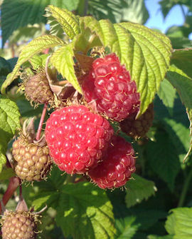 Vadelma 'Ottawa'; At, p11