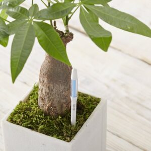 Ecopots kosteustason mittaaja 12cm