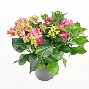 Terassihortensia p21