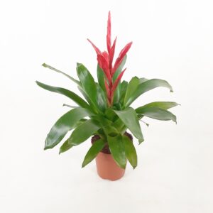 Tuuttiananas 'Intenso Pink' p12