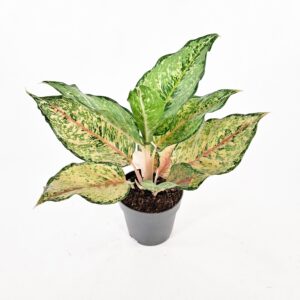 Laikkuvehka 'Pistachio Pink' p12