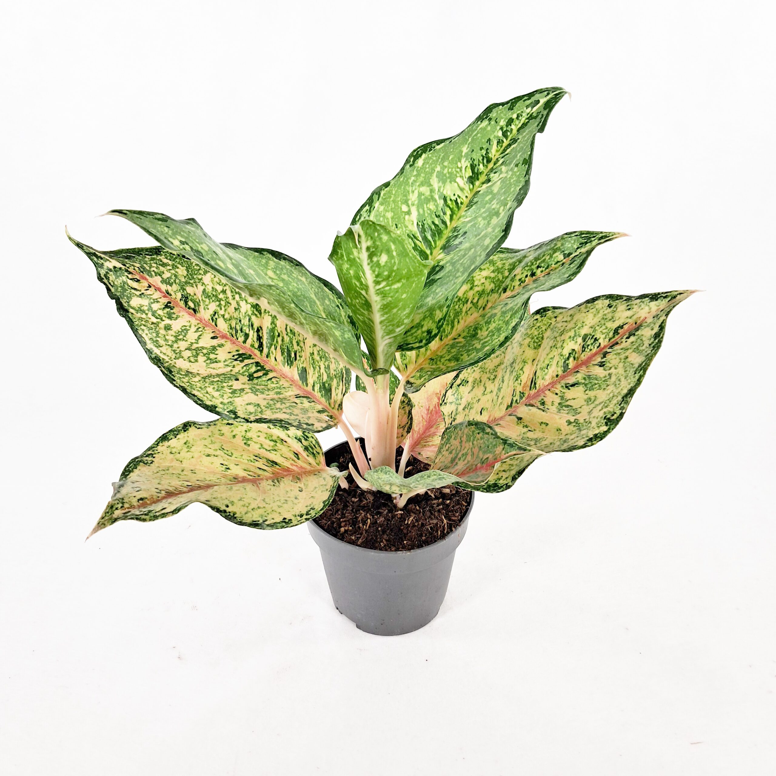 Laikkuvehka 'Pistachio Pink' p12
