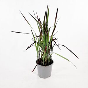 Hurmesilkkiheinä 'Red Baron' p15