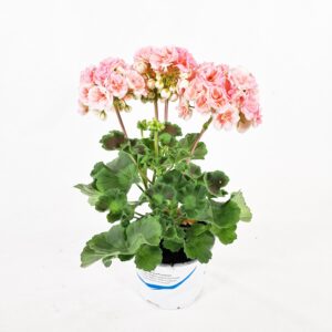 Ruusunnuppupelargoni 'Astrid' p12