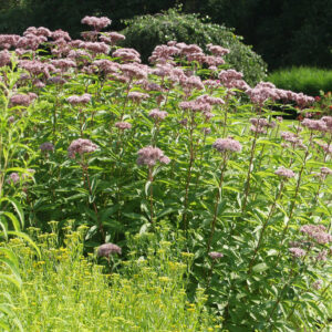 Purppurapunalatva 'Atropurpureum'; Med; 1,5L