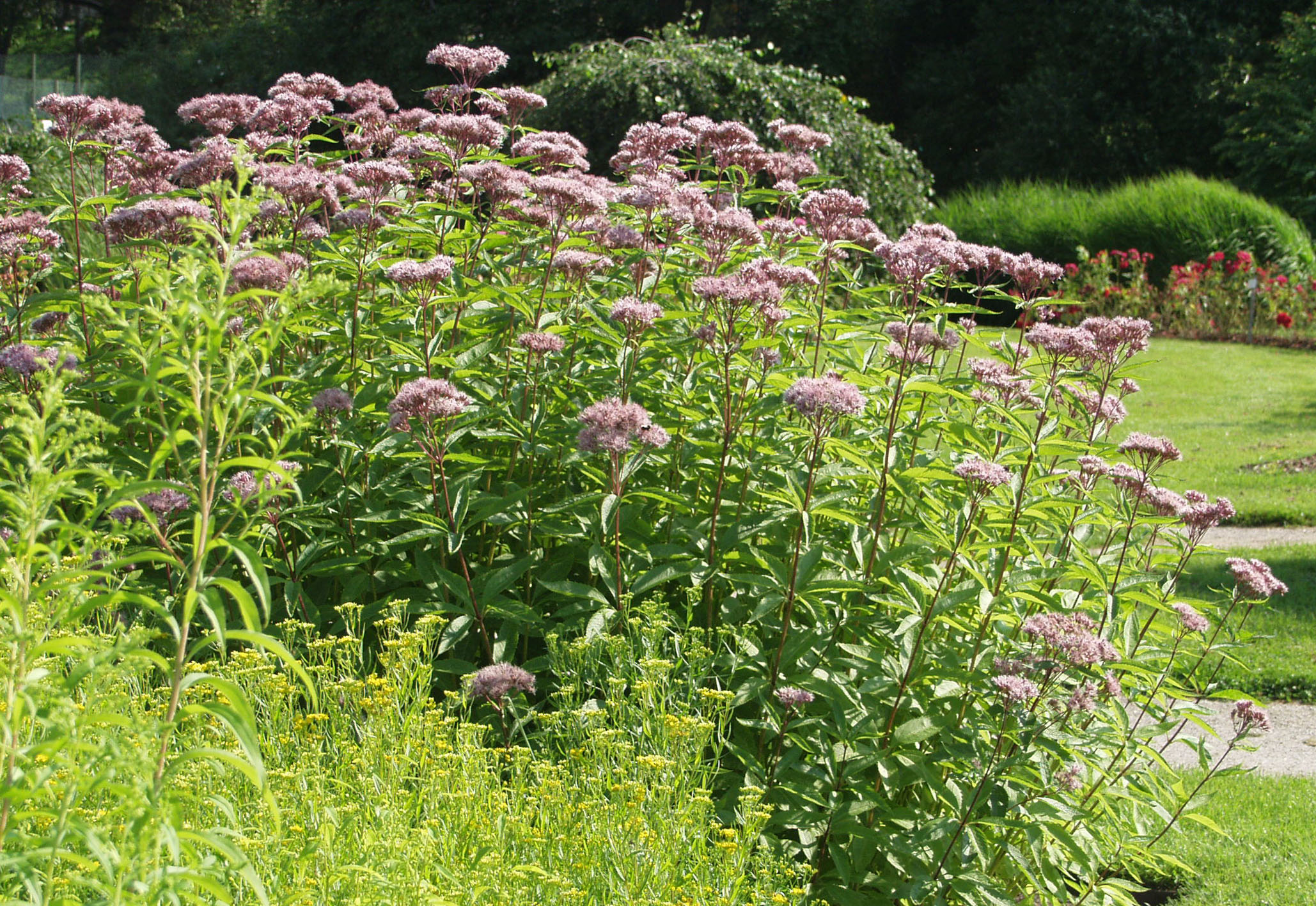 Purppurapunalatva 'Atropurpureum'; Med; 1,5L