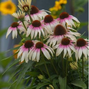 Kaunopunahattu 'Fountain Pink Eye'; At,3L,Ul