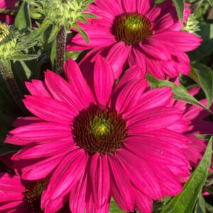 Kaunopunahattu 'Sunseekers Magenta'®; At,3L,Ul