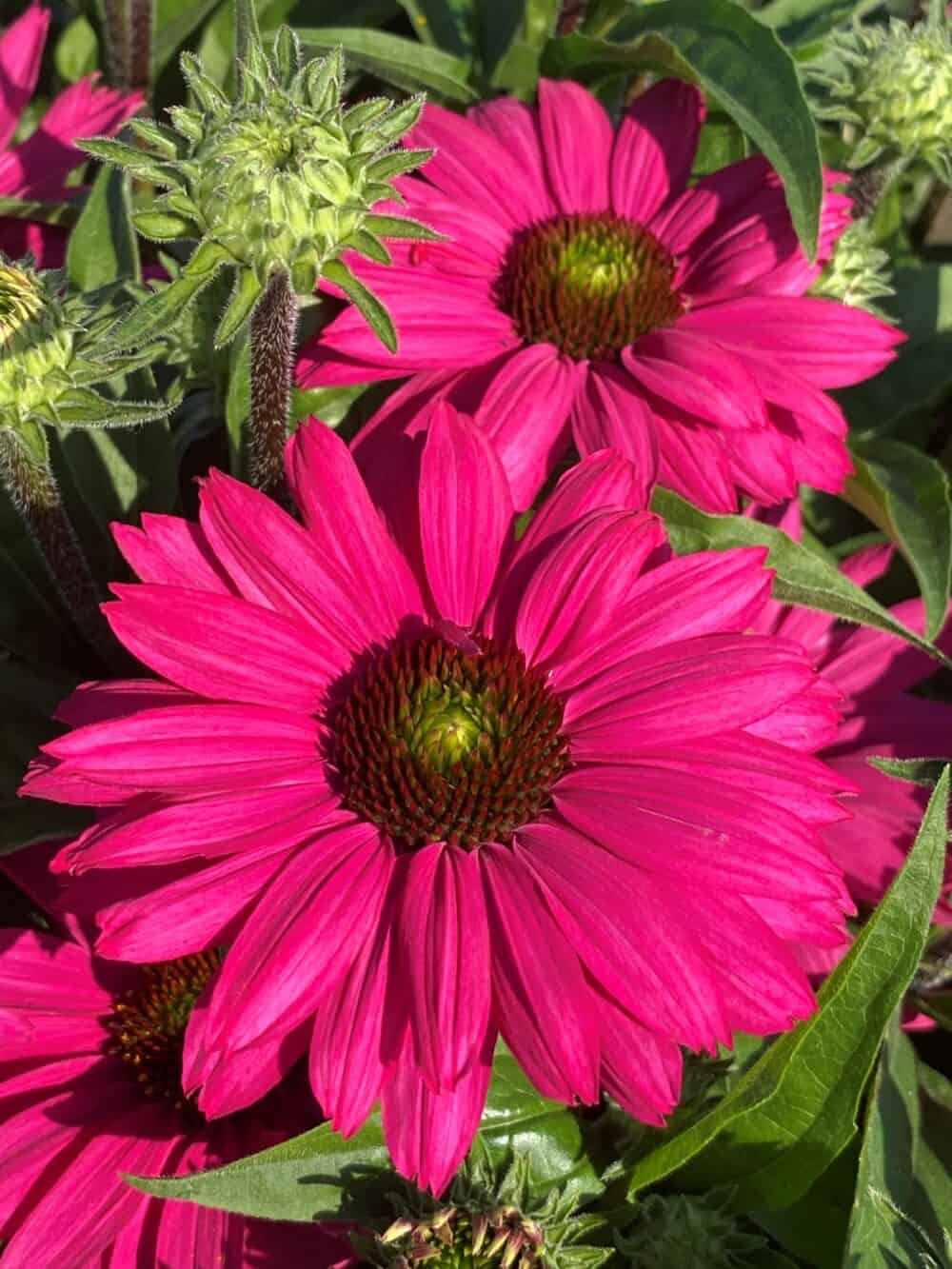 Kaunopunahattu 'Sunseekers Magenta'®; At,3L,Ul