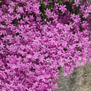 Sammalleimu 'Atropurpurea'; At,p10