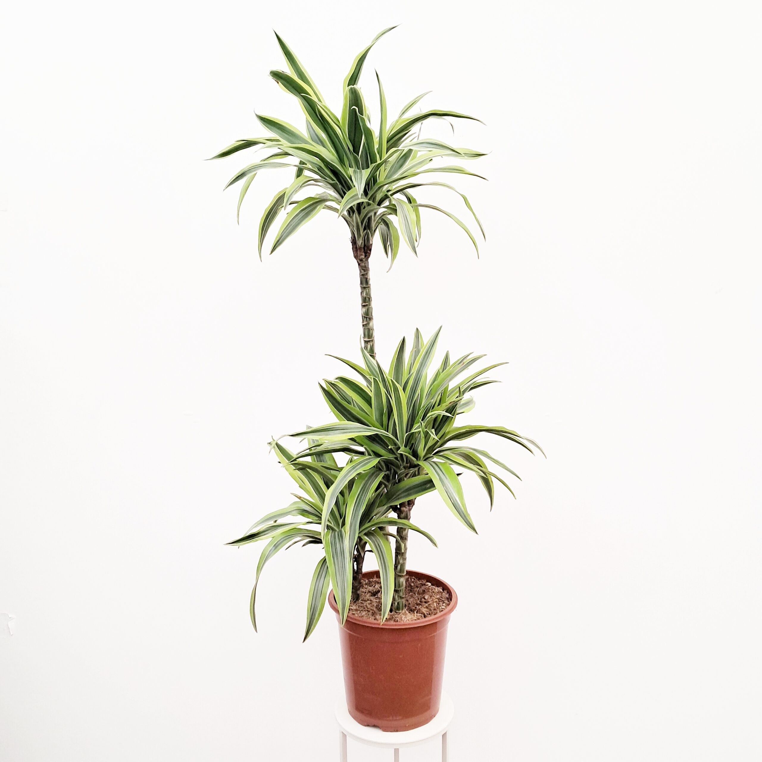 Juovatraakkipuu 'Lemon Lime' 100cm