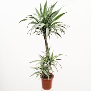 Juovatraakkipuu 'Warneckei' 120-130cm