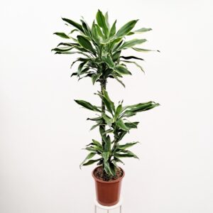 Tuoksutraakkipuu 'Golden Coast' 120-130cm