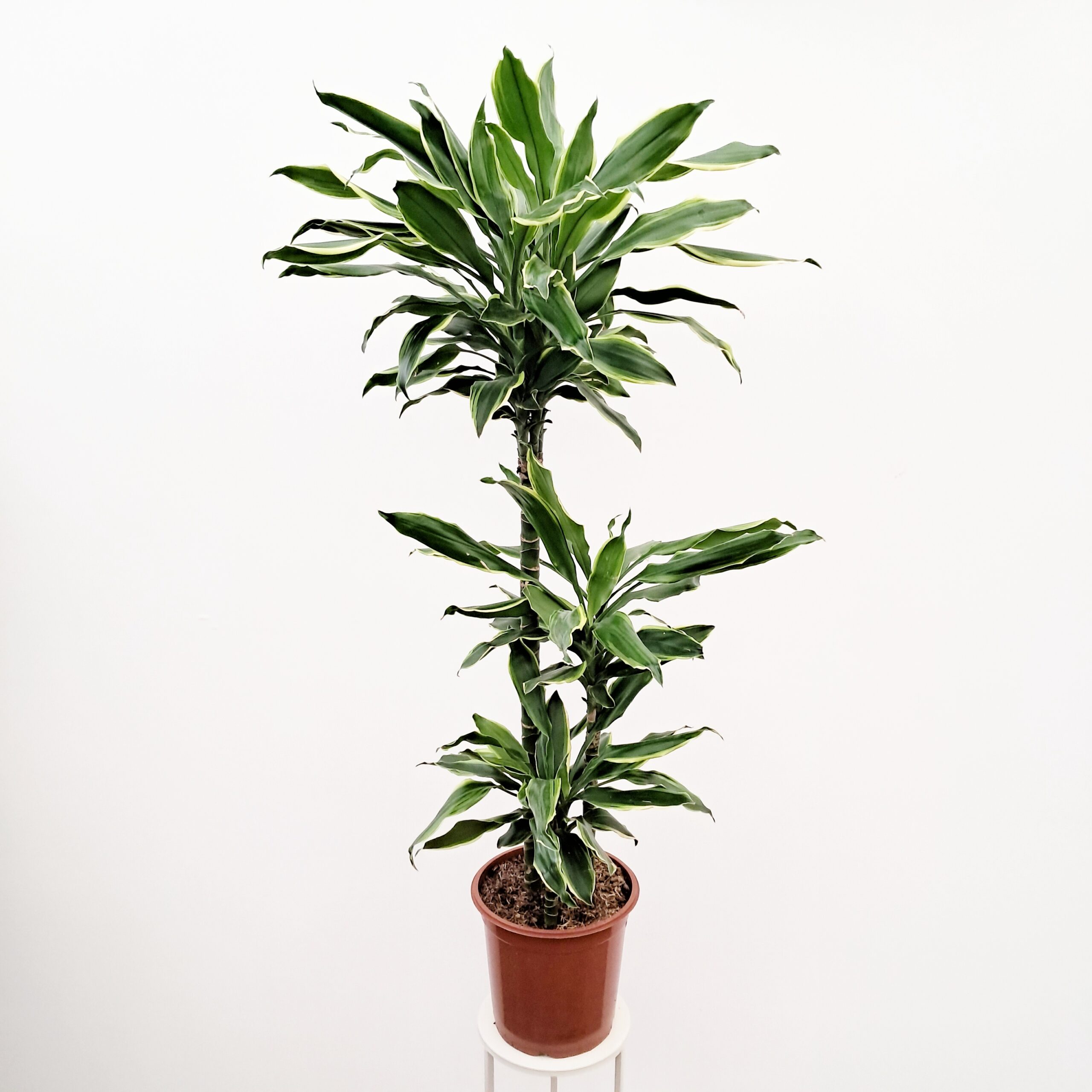 Tuoksutraakkipuu 'Golden Coast' 120-130cm