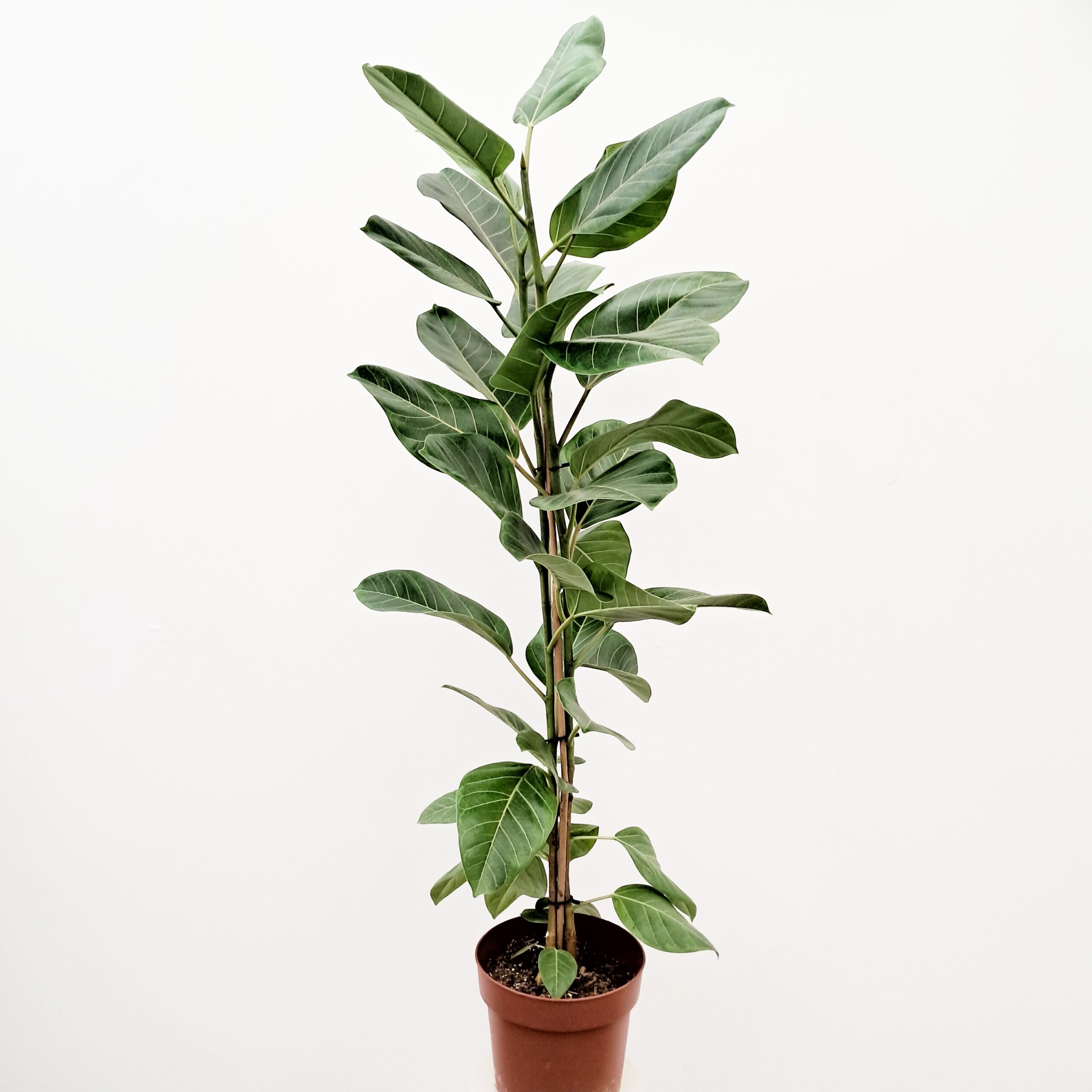 Kiiltoviikuna 'Yellow Gem' 120cm