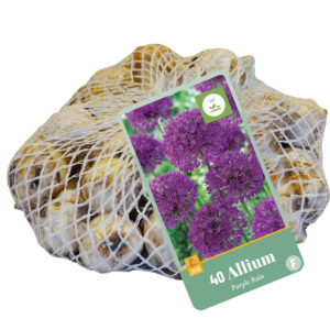 Ukkolaukka 'Purple Rain' 40 kpl