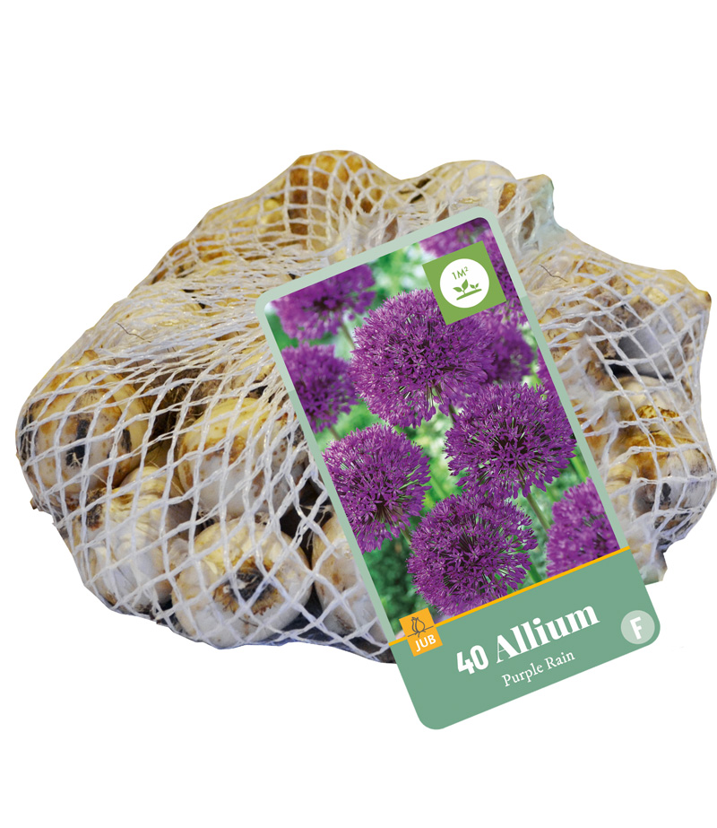 Ukkolaukka 'Purple Rain' 40 kpl