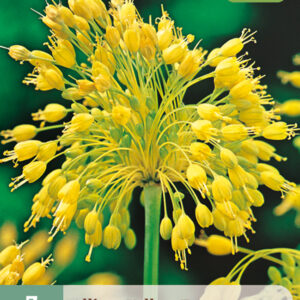 Keltalaukka 'Yellow Fantasy' 7 kpl