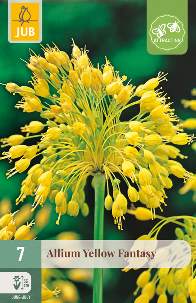 Keltalaukka 'Yellow Fantasy' 7 kpl