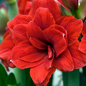 Amaryllis l.ritarinkukka 'Double Red' 1 kpl