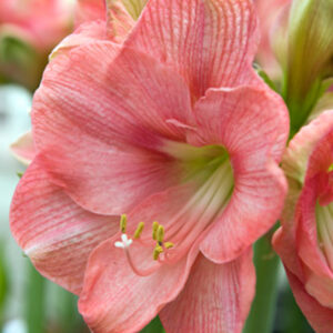 Amaryllis 'Rosalie'  1 kpl
