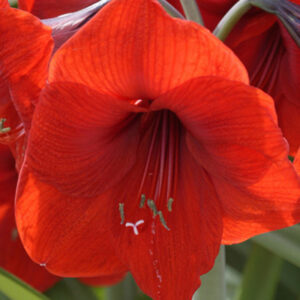 Amaryllis 'Red Lion'  1 kpl