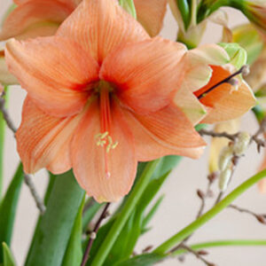 Amaryllis 'Salmon'  1 kpl