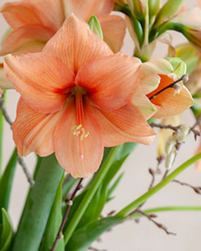 Amaryllis 'Salmon' 1 kpl