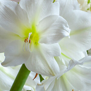 Amaryllis 'Mont Blanc'  1 kpl