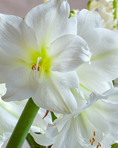 Amaryllis 'Mont Blanc' 1 kpl
