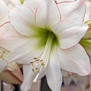 Amaryllis 'Picotee'  1 kpl