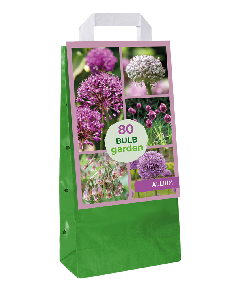 Bulb Garden Allium 80 kpl