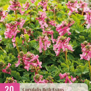 Pystykiurunkannus 'Beth Evans' 20 kpl