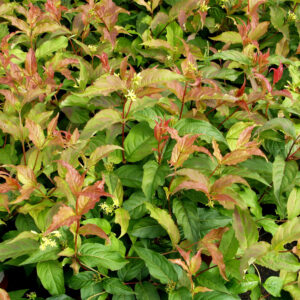 Rusovuohenkuusama; At,2L