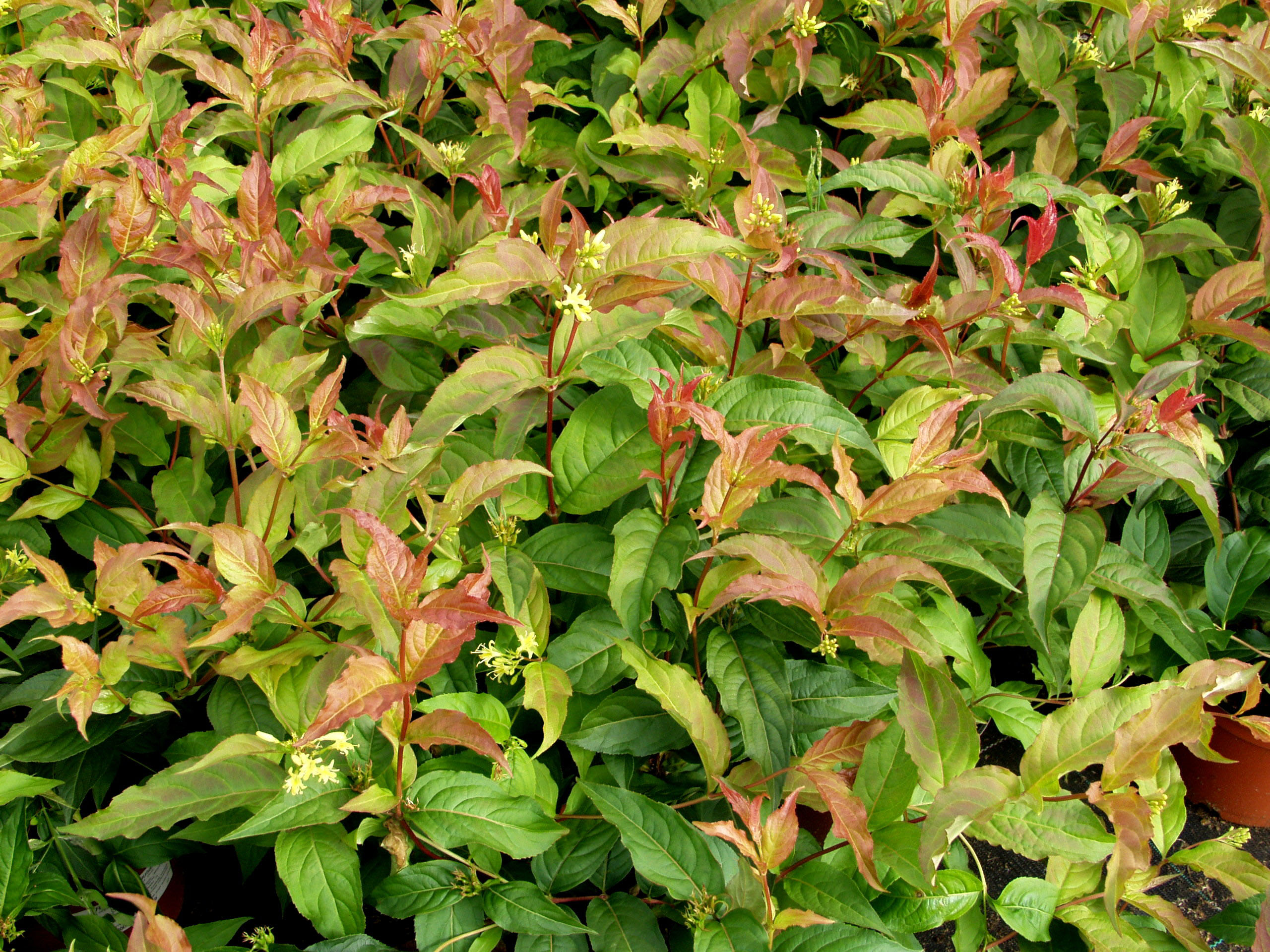 Rusovuohenkuusama; At,2L