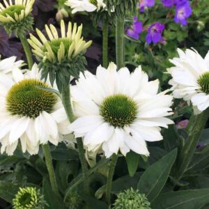 Kaunopunahattu 'Sunseekers White Beauty'®; At,3L,U