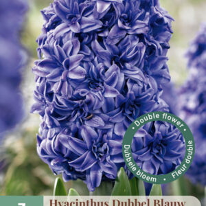 Puutarhahyasintti Double Blue 3 kpl