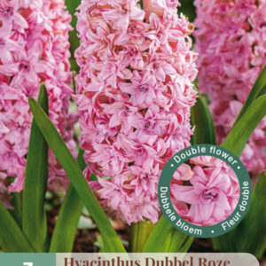 Puutarhahyasintti Double Pink 3 kpl