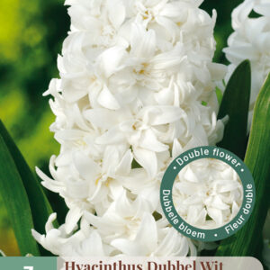 Puutarhahyasintti Double White 3 kpl