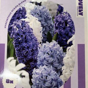 Puutarhahyasintti Ocean Blend 8 kpl