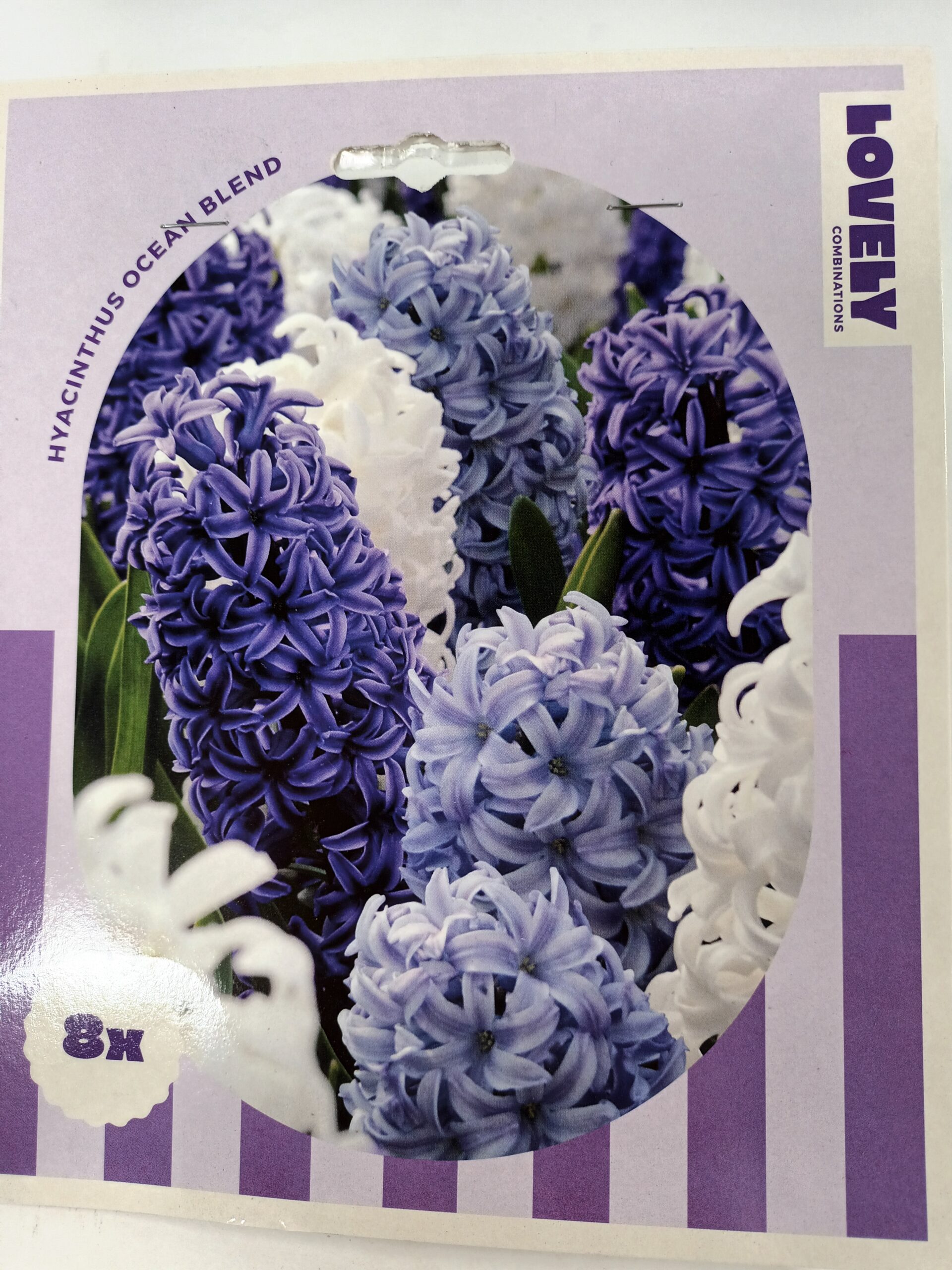 Puutarhahyasintti Ocean Blend 8 kpl