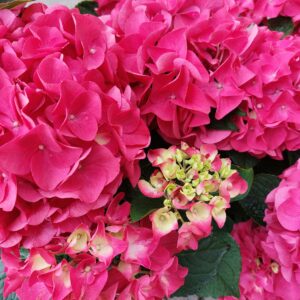 Jalohortensia F&F® Raspberry Lemonade; PW, At 5