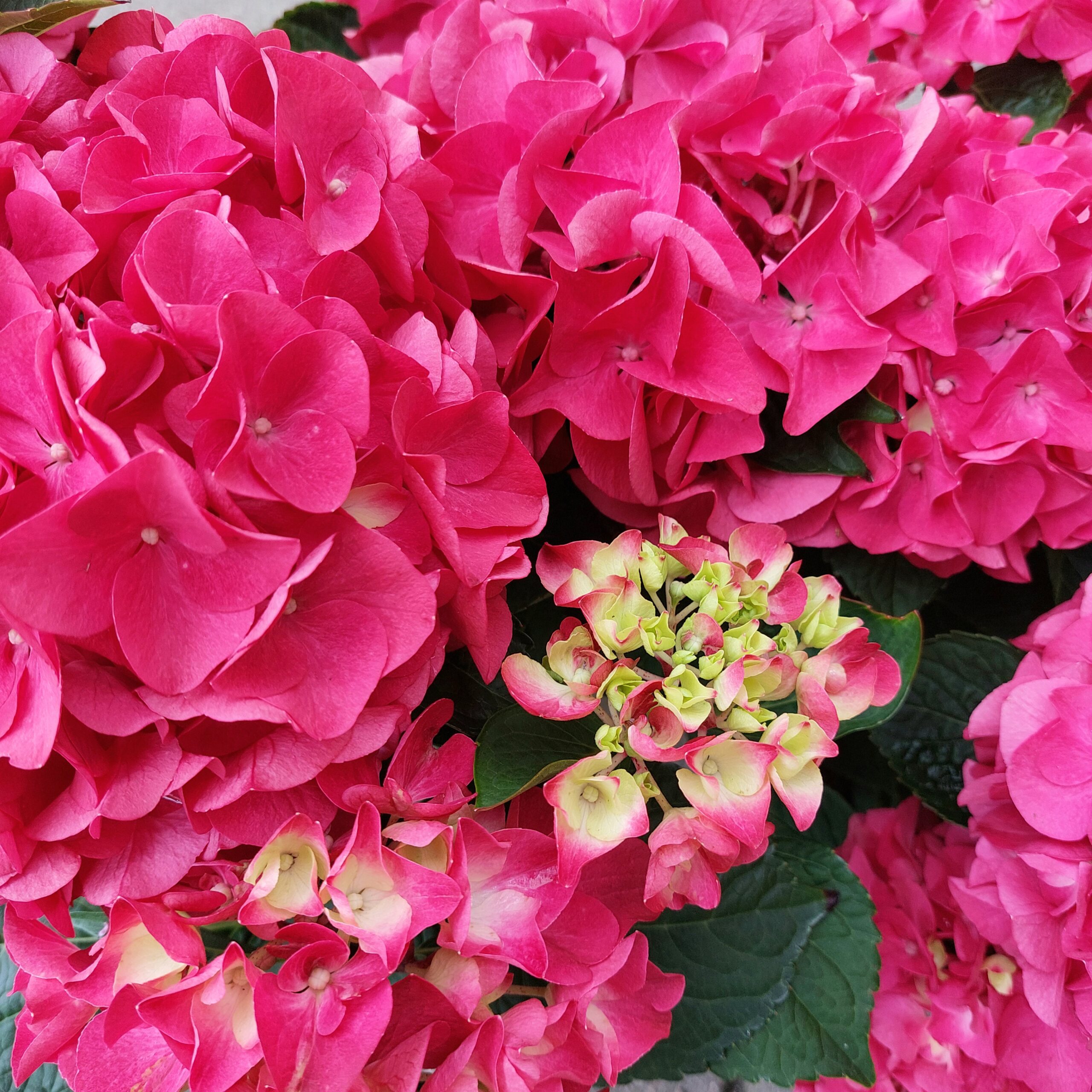 Jalohortensia F&F® Raspberry Lemonade; PW, At 5
