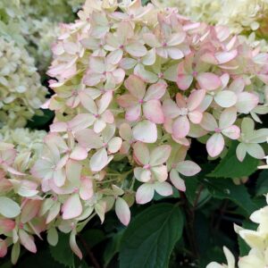 Syyshortensia Living Little Love®; At,5L