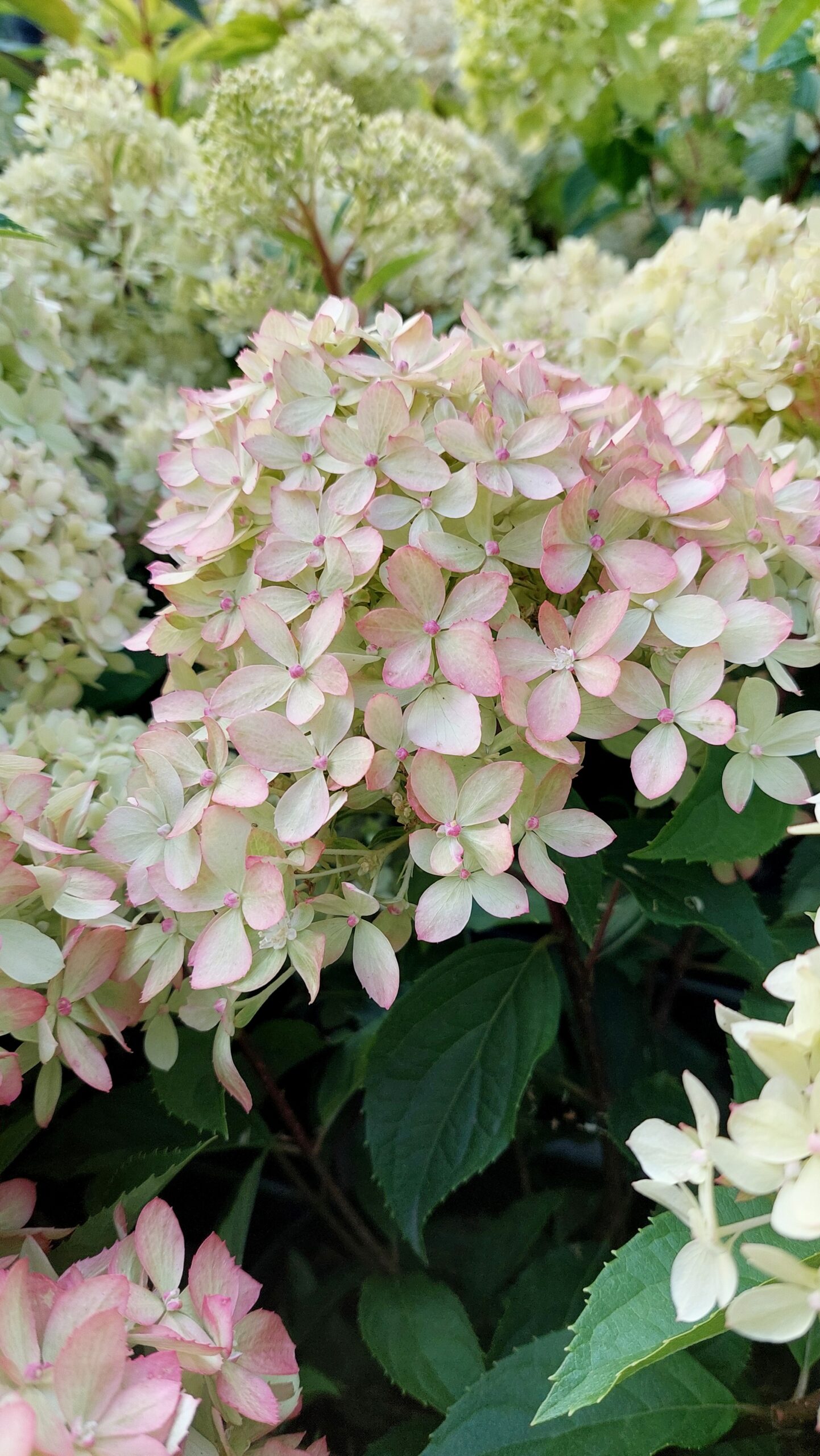 Syyshortensia Living Little Love®; At,5L