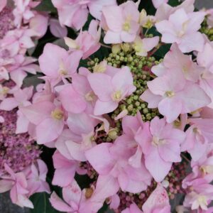 Safiirihortensia F&F® Pink Sweethearts; PW,At 5L
